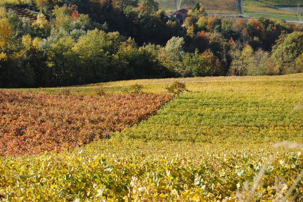Agriturismo I Grappoli 塞拉伦加·达尔巴 外观 照片